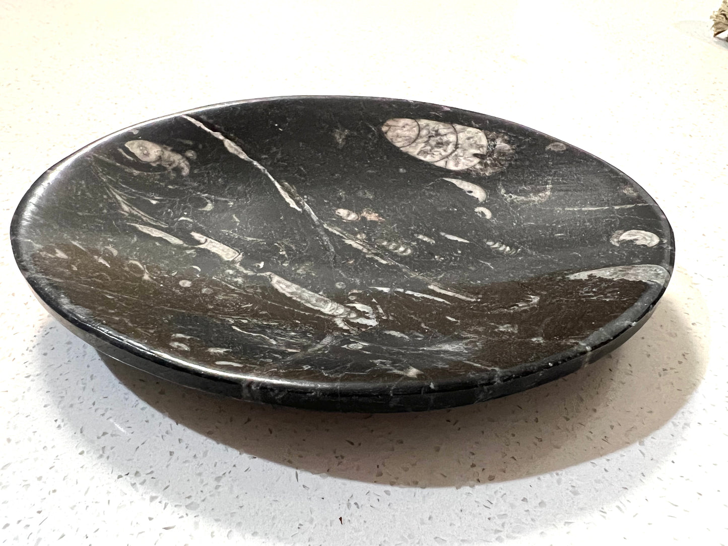 Orthoceras fossil plate