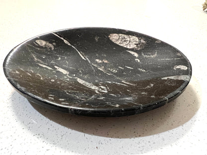 Orthoceras fossil plate