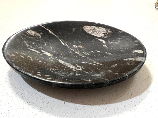 Orthoceras fossil plate