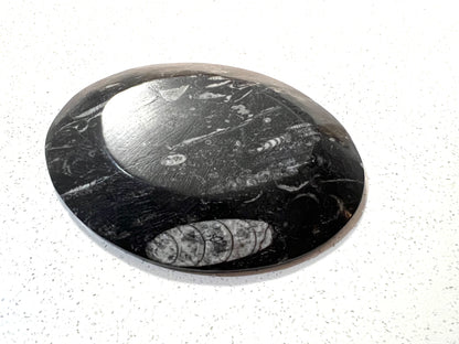 Orthoceras fossil plate