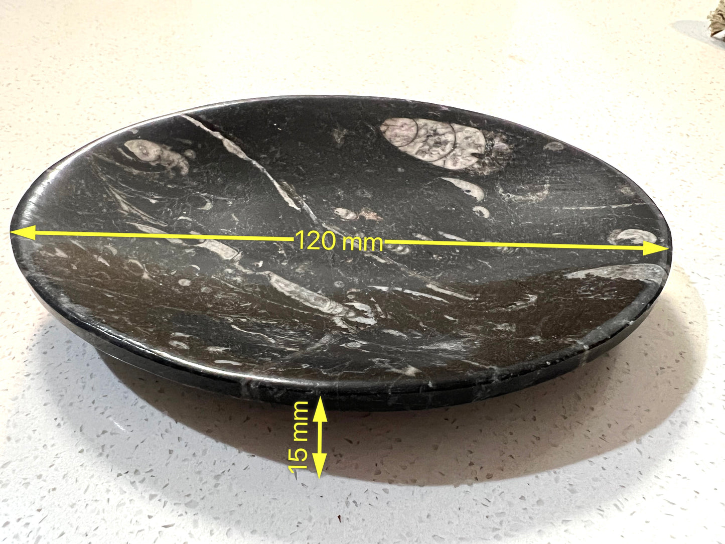 Orthoceras fossil plate