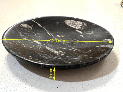 Orthoceras fossil plate