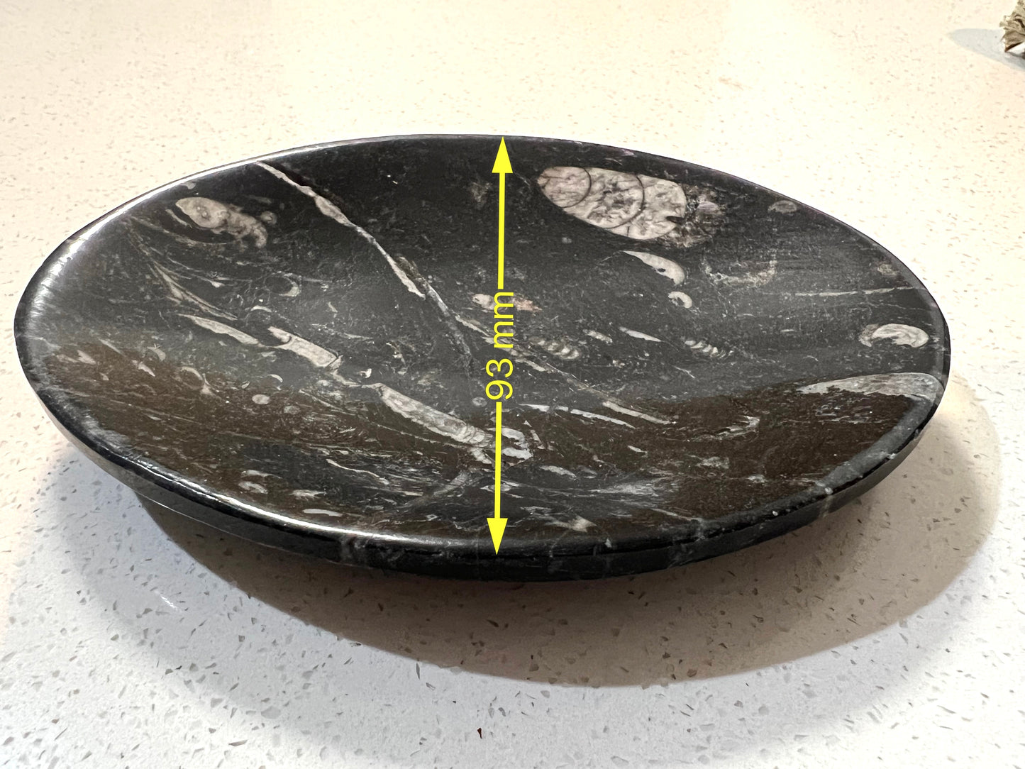 Orthoceras fossil plate