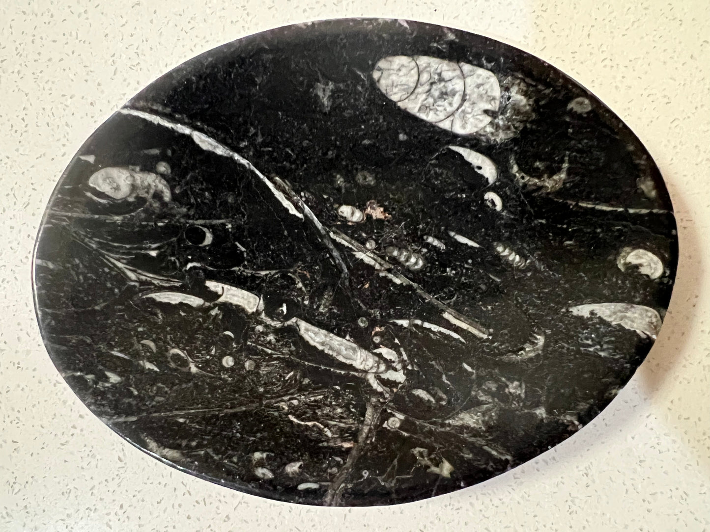 Orthoceras fossil plate