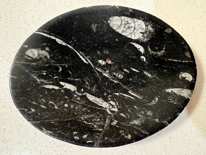 Orthoceras fossil plate